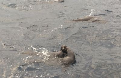South American fur seals (Arctocephalus australis). Credit: Antonio Mulet