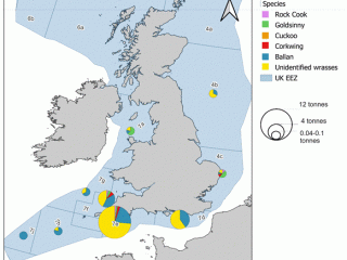 Total aggregated estimations of wrasse landings (tonnes) within UK Exclusive Economic Zone (EEZ) between 2012 and 2022, averaged per ICES area (source: MMO, 2024).