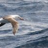 Black browed albatross in the Southern Ocean